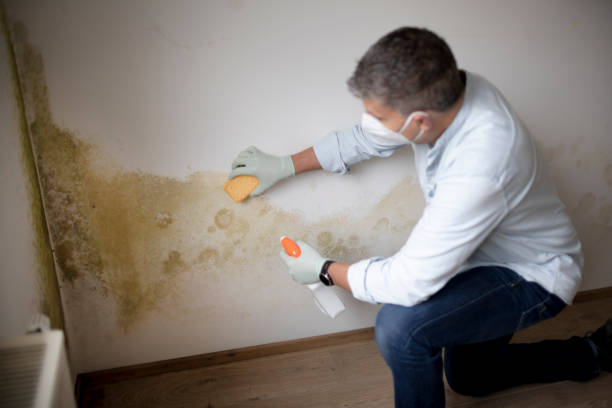 Mold Odor Removal Services in Enderlin, ND