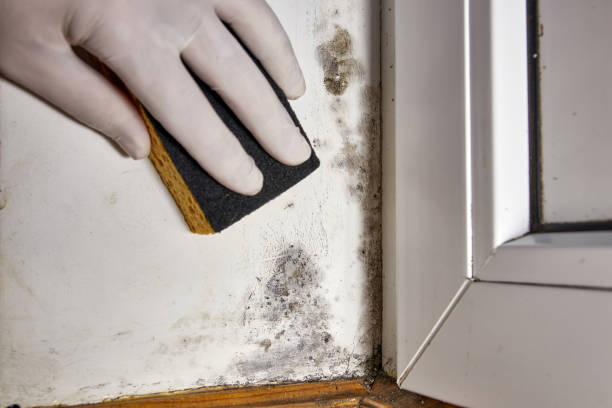 Best Real Estate Mold Inspection  in Eerlin, ND